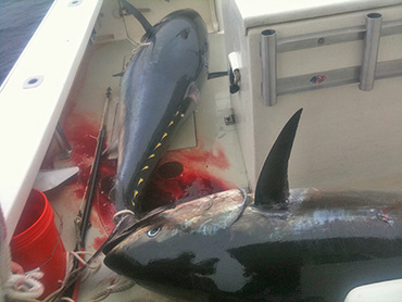 2 bluefin the cockpit